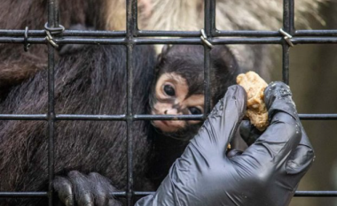 Në një kopsht zoologjik të Florida-s lind një majmun i pazakontë