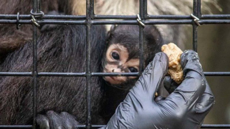 Në një kopsht zoologjik të Florida-s lind një majmun i pazakontë