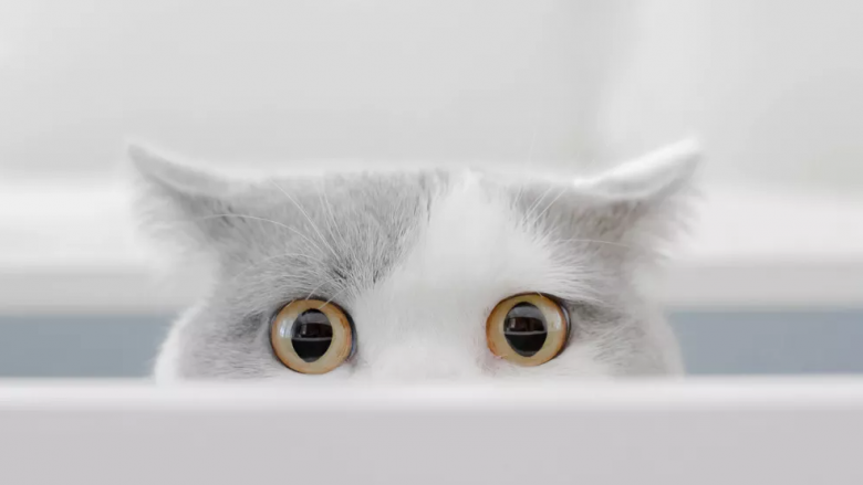 Sipas studimit, macja juaj e di ku jeni, edhe nëse nuk ju sheh
