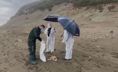 Fenomeni i pazakontë, pula të ngordhura në bregdetin e Shëngjinit – flasin nga inspektorati i Mjedisit