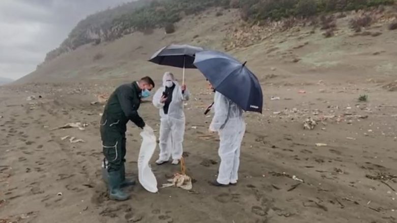 Fenomeni i pazakontë, pula të ngordhura në bregdetin e Shëngjinit – flasin nga inspektorati i Mjedisit