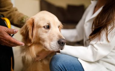 Për fëmijët e Ukrainës, një qen terapeutik mund të ndihmojë në lehtësimin e traumës dhe vuajtjes