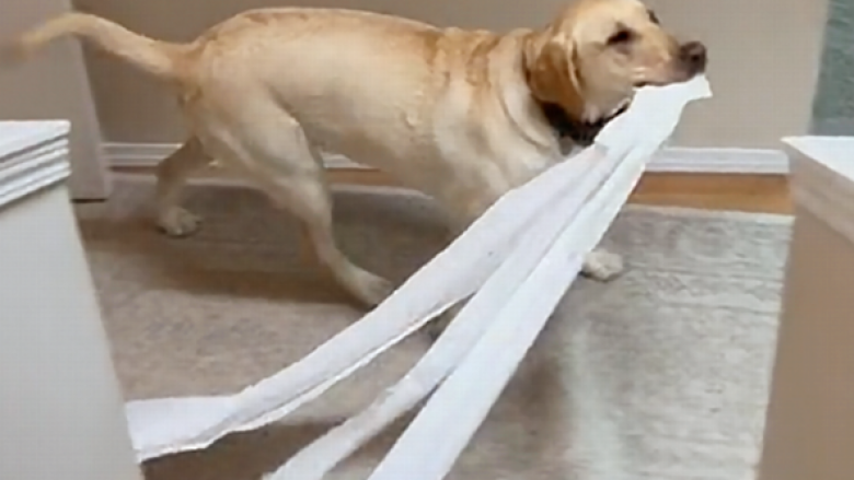 Labradori tërhoqi zvarrë një rrotull të tërë letre higjienike nëpër shtëpi, njerëzit mbetën të mahnitur