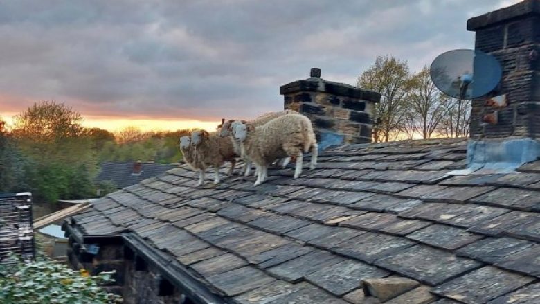 Shpëtohen pesë dele të bllokuara në çatinë e një shtëpie në Angli