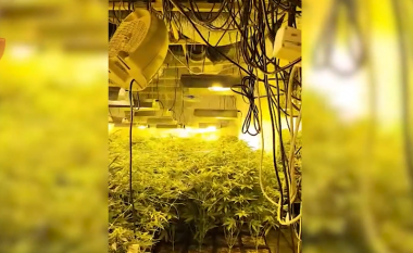 Zbulohet një objekt për kultivimin e bimëve narkotike me llamba në Krujë, arrestohen 4 persona