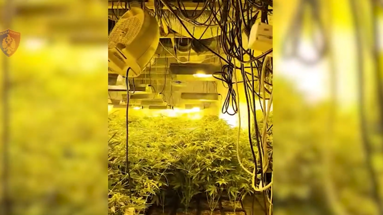 Zbulohet një objekt për kultivimin e bimëve narkotike me llamba në Krujë, arrestohen 4 persona