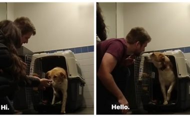 Një çift kanadez adoptoi një qen nga India, video do t’ju bëjë të qani