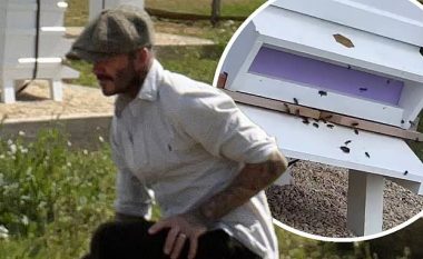 David Beckham i rikthehet pasionit të tij, bletarisë në fshat