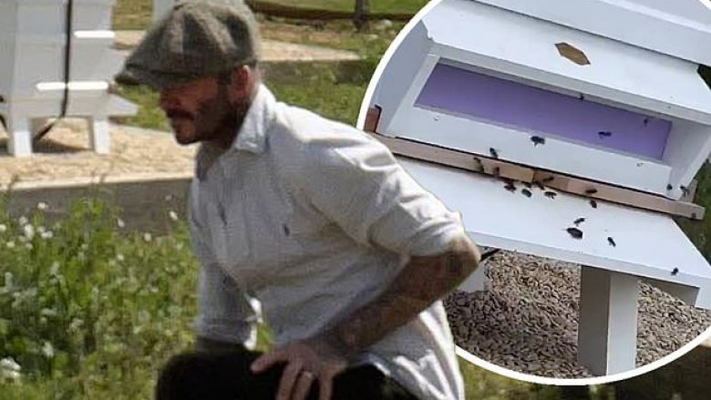 David Beckham i rikthehet pasionit të tij, bletarisë në fshat