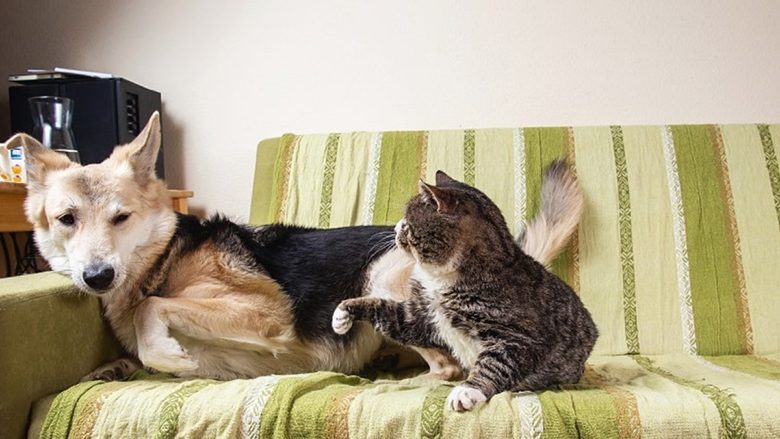 Tri arsye pse macet sulmojnë qentë edhe kur ato nuk provokohen
