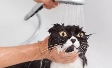 Pse macet e urrejnë kaq shumë ujin?