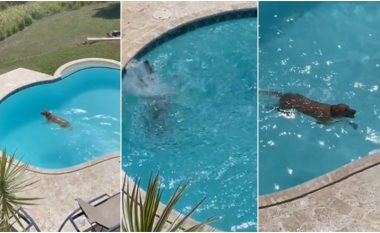 Nëse nuk keni parë kurrë se si një qen “zhytet dhe noton në ujë”, shihni këto pamje