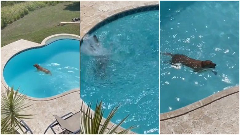 Nëse nuk keni parë kurrë se si një qen “zhytet dhe noton në ujë”, shihni këto pamje