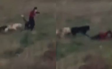 Sulmohet nga qentë endacakë një grua në rrugën “C” në Prishtinë