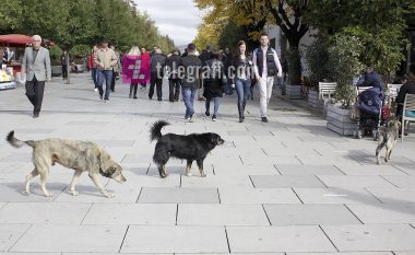 Komuna e Prishtinës e akuzon Ministrinë e Mjedisit për pengim në zgjidhjen e problemit me qentë endacakë