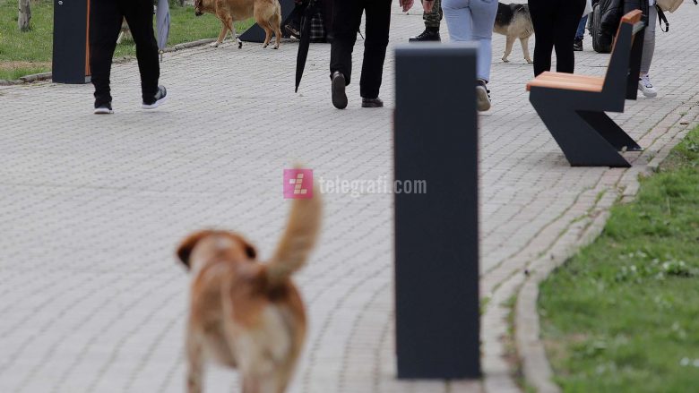 Komuna e Prishtinës shpall tender për ndërtimin e strehimores për qentë endacakë
