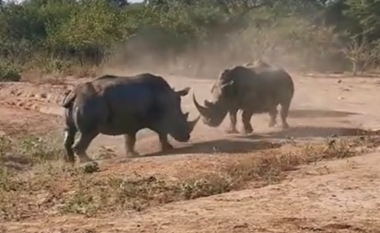 Përballje ‘bri për bri’ mes dy rinocerontëve në Afrikën e Jugut