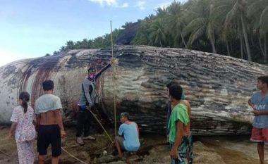 Ekspertët në alarm pasi që në Filipine u gjet edhe një balenë e ngordhur