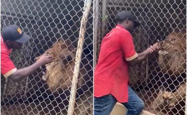 Punonjësi i kopshtit zoologjik ngacmon luanin në kafaz, kafsha e egër ia këput gishtin e dorës