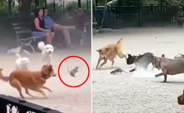 Bëhet virale videoja e miut që shkakton “trazira” në parkun e qenve në New York
