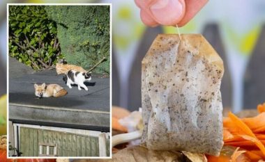 Si të përdorni qeskat e çajit për të penguar macet dhe dhelprat që të shkatërrojnë kopshtin tuaj