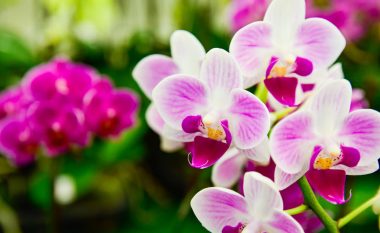 Me këtë truk, orkidetë do të lulëzojnë me një forcë të vrullshme