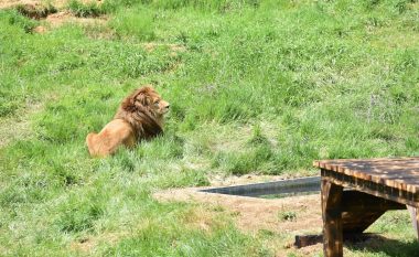 Luani Gjoni që mbahej në kafaz lirohet në hapësirë të jashtme