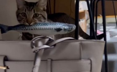 Macja simpatike i vendosi pronares një dhuratë në çantë