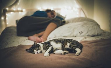 Shtatë në dhjetë amerikanë thonë se ndarja e një shtrati me macen ose qenin përmirëson gjumin e tyre, zbulon sondazhi