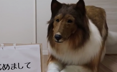 Burri në Japoni 'bëhet' qen - shpenzon mijëra euro për një kostum që e bën të duket real