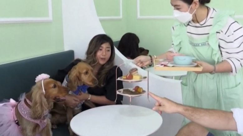 Në Dubai hapet kafeneja që iu shërben vetëm qenve