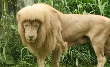 Luani bëhet viral me frizurën e tij interesante