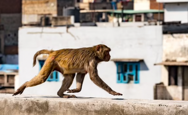 Ndërpritet gjyqi për një vrasje në Indi pasi majmuni vodhi provat