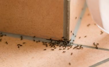 Mënyra e lehtë dhe e lirë për të larguar milingonat