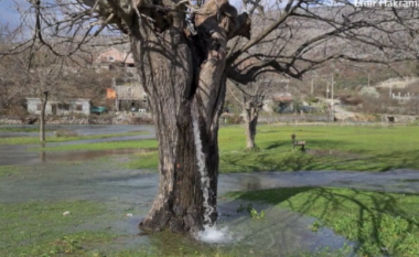 Uji rrjedh nga një pemë mani në Mal të Zi?