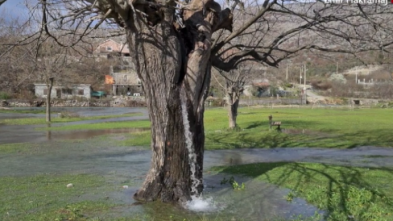 Uji rrjedh nga një pemë mani në Mal të Zi?