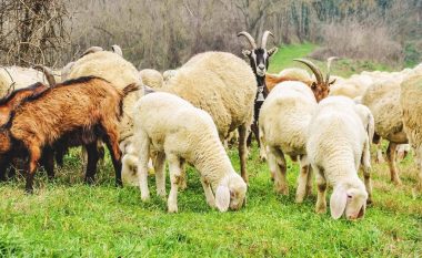 Policia konfiskon 12 dele dhe dhi në Podujevë