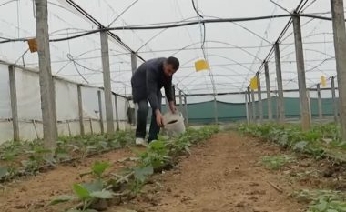 Alternativa e fermerëve në Shqipëri, përdorin mbetjet e kafesë në vend të plehrave kimikë