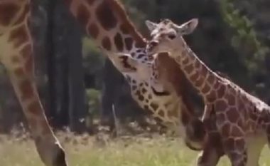 Nëna gjirafë ndihmon fëmijën e saj të ecë, skena është shumë e ëmbël