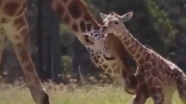 Nëna gjirafë ndihmon fëmijën e saj të ecë, skena është shumë e ëmbël