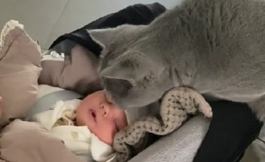 Videoja e maces duke takuar foshnjën emocionoi më shumë se një milion njerëz