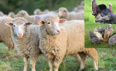 Vodhi tri dele, dy qura dhe 10 pula – një vit burg dhe 900 euro gjobë për pejanin