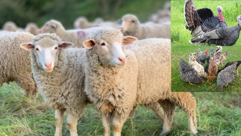 Vodhi tri dele, dy qura dhe 10 pula – një vit burg dhe 900 euro gjobë për pejanin