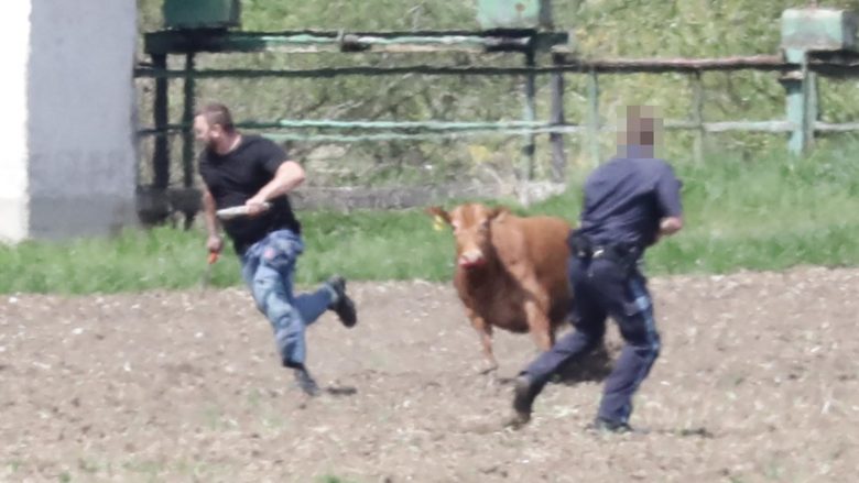 Pasi u arratisën, lopët sulmuan fermerët – policia në Gjermani u detyruar të vriste dy prej tyre