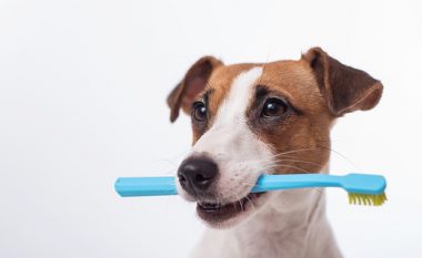 Pse shfaqet era e keqe e gojës te qentë? Si ta zgjidhim këtë problem pa shkuar te veterineri?