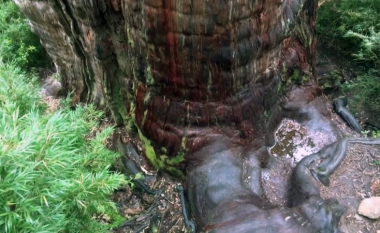 Një studim i ri thotë se Kili mund të jetë “shtëpia” e pemës më të vjetër në botë