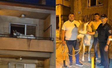 Shpëtohet kali i cili ishte lidhur në objekt të rrënuar në Shkup, dërgohet në kopshtin zoologjik