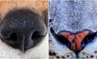 Përpiquni t’i gjeni këto 5 kafshë, bazuar në hundën e tyre
