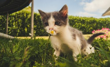 Katër metoda natyrale për t’i mbajtur macet jashtë kopshtit tuaj