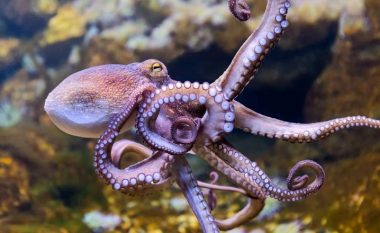 Zbulohet një ngjashmëri e çuditshme mes trurit të oktapodit dhe njerëzve